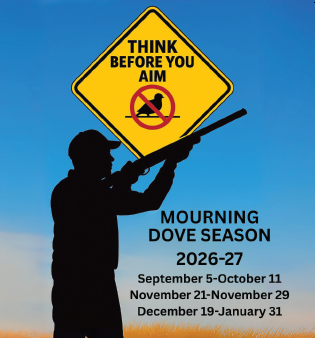 Don't Shoot the Lines